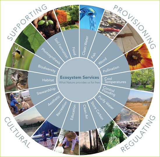 Ecosystem services provided by wetlands